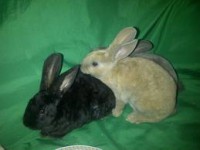 /album/conejos-y-cuyes-en-venta/images-1-jpg/